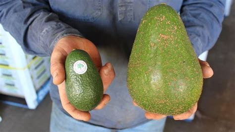 Mexico's Green Giant and the Unforgettable 2019 Avocado Crisis: When Millennial Consumption Met Supply Chain Woes